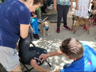 Municipio de Aguascalientes e ISSEA unen lazos para llevar esterilizaciones caninas y felinas a la colonia Altavista