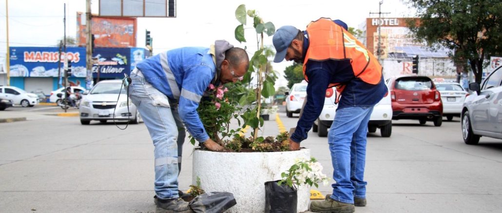 Refuerza Municipio acciones de embellecimiento de camellones en Avenidas principales