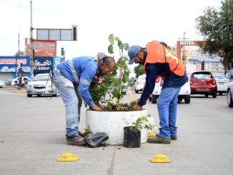 Refuerza Municipio acciones de embellecimiento de camellones en Avenidas principales
