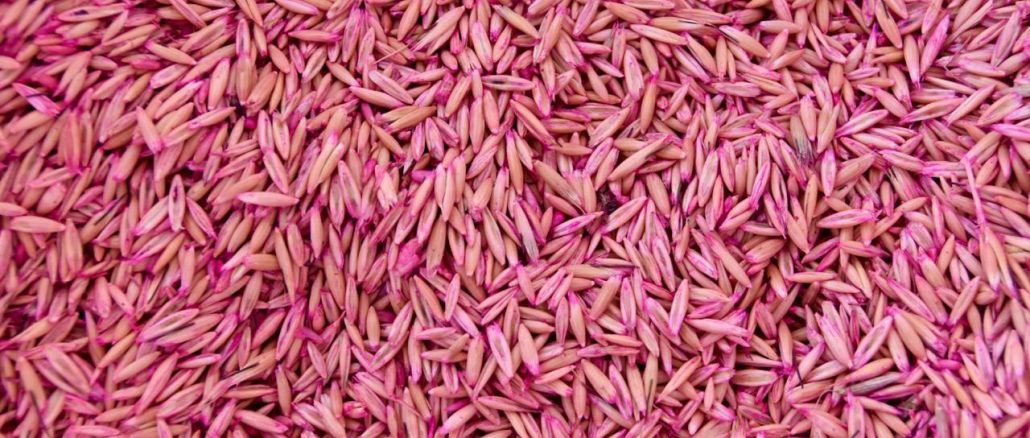 Abre Gobierno del Estado Convocatoria para adquirir Semilla de Avena