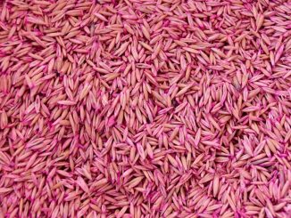 Abre Gobierno del Estado Convocatoria para adquirir Semilla de Avena