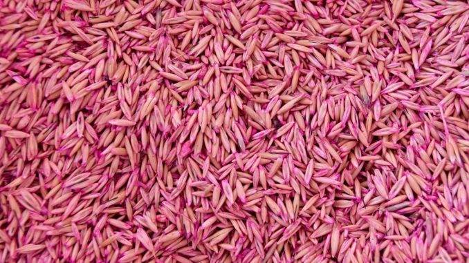 Abre Gobierno del Estado Convocatoria para adquirir Semilla de Avena