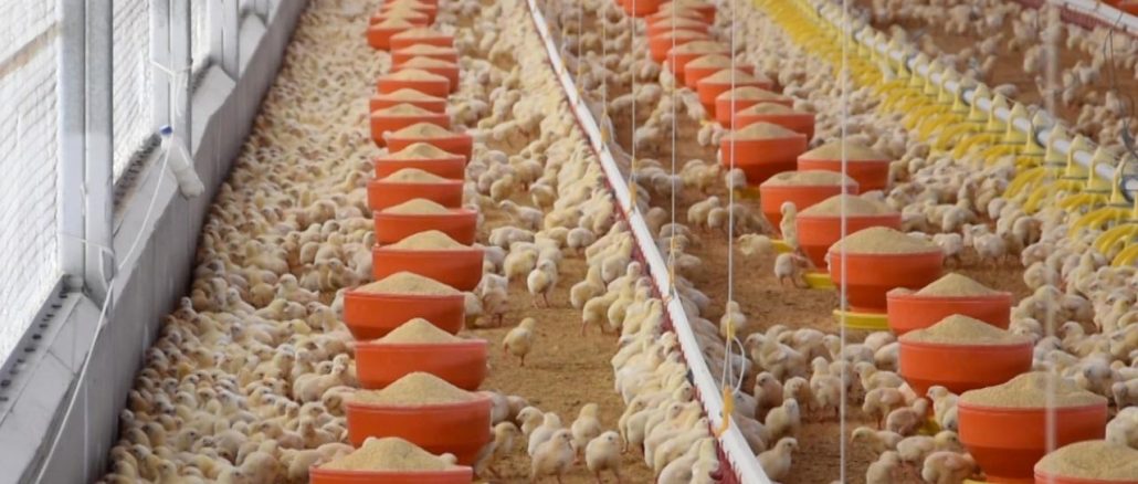 Aguascalientes, Segundo Lugar Nacional en producción de carne de pollo