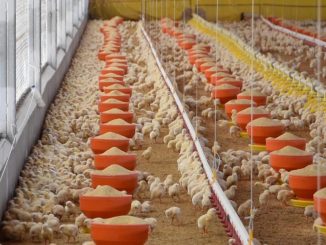 Aguascalientes, Segundo Lugar Nacional en producción de carne de pollo
