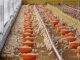 Aguascalientes, Segundo Lugar Nacional en producción de carne de pollo