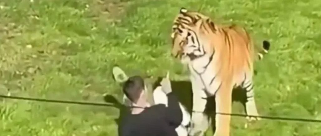 Hombre muere atacado por un tigre tras saltar cerca en zoológico de Londres
