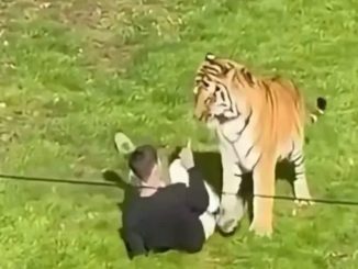 Hombre muere atacado por un tigre tras saltar cerca en zoológico de Londres