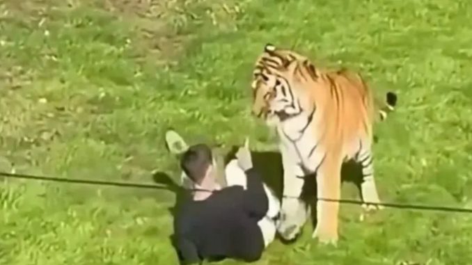 Hombre muere atacado por un tigre tras saltar cerca en zoológico de Londres