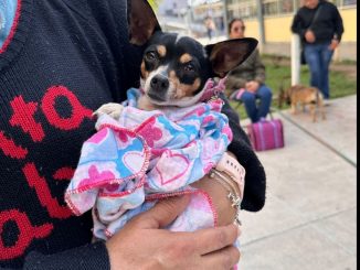 Municipio e ISSEA brindarán servicios de salud animal gratuitos en Villa Montaña, Colinas del Río y en el Parque Independencia