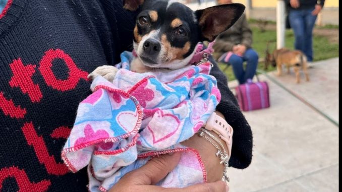 Municipio e ISSEA brindarán servicios de salud animal gratuitos en Villa Montaña, Colinas del Río y en el Parque Independencia