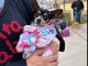 Municipio e ISSEA brindarán servicios de salud animal gratuitos en Villa Montaña, Colinas del Río y en el Parque Independencia