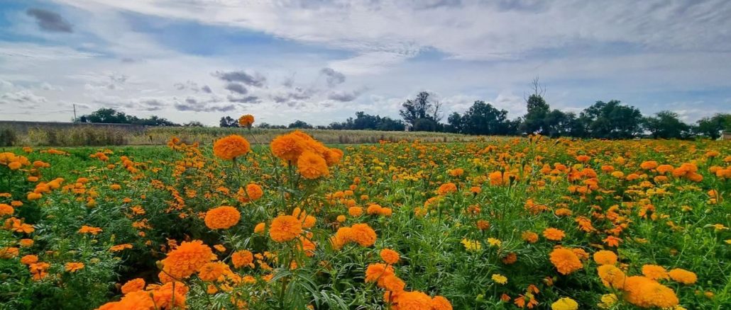 Las flores de Cempasúchil llenan de vida el campo de Aguascalientes