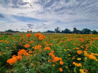 Las flores de Cempasúchil llenan de vida el campo de Aguascalientes