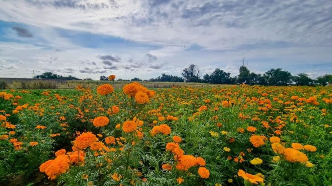 Las flores de Cempasúchil llenan de vida el campo de Aguascalientes