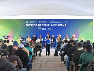 Tere Jiménez apoya a productores de todos los municipios con semilla de avena para alimentar a su ganado