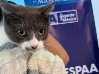 🐾 ¡Seguimos impulsando la protección animal a través de la esterilización!