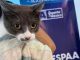 🐾 ¡Seguimos impulsando la protección animal a través de la esterilización!
